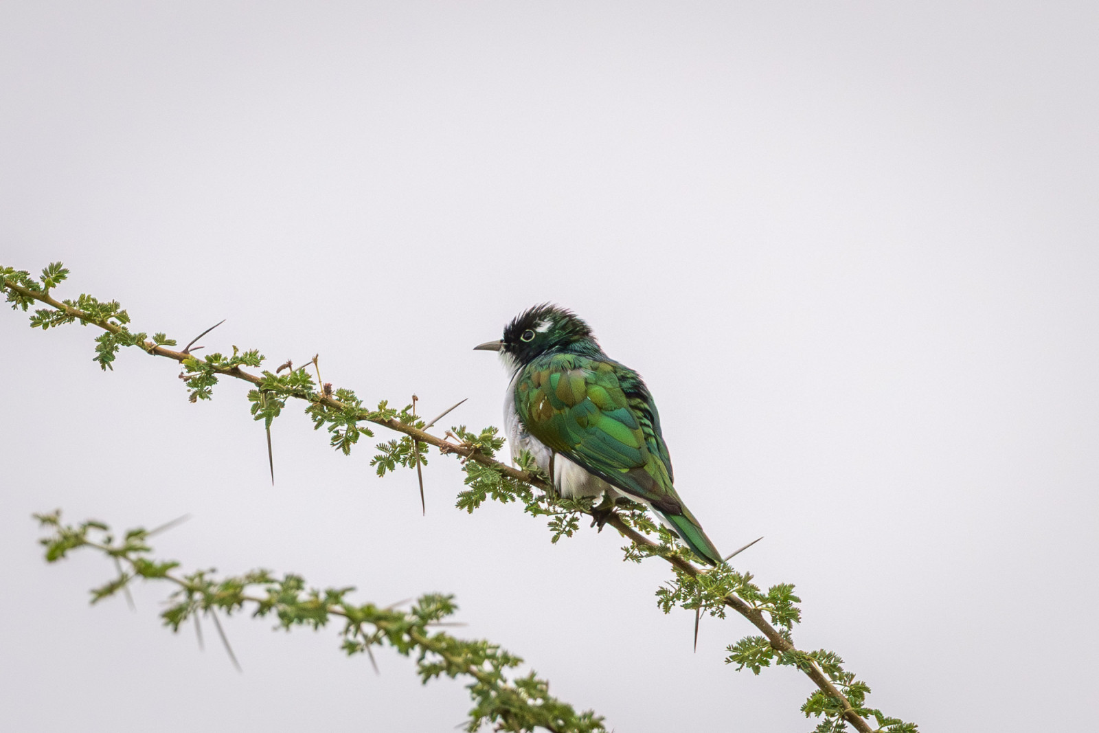 image Klaas's Cuckoo